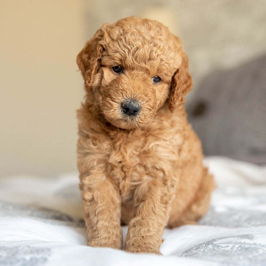 About Us Mini Goldendoodle Puppies