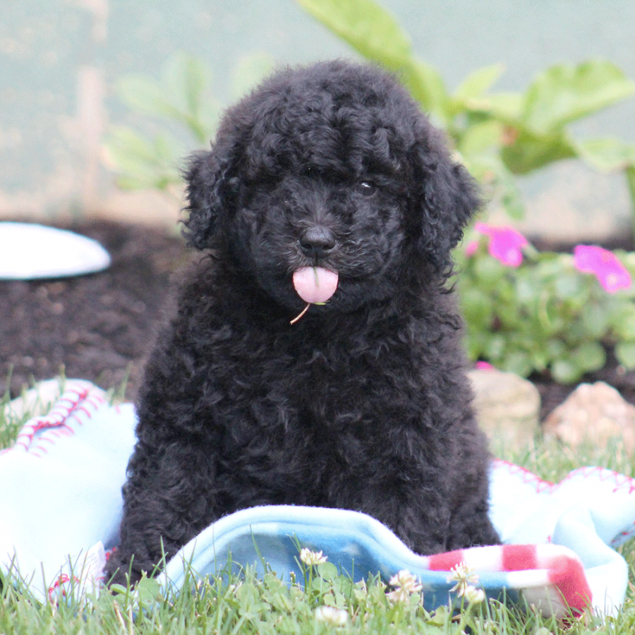 About Us - Mini Goldendoodle Puppies