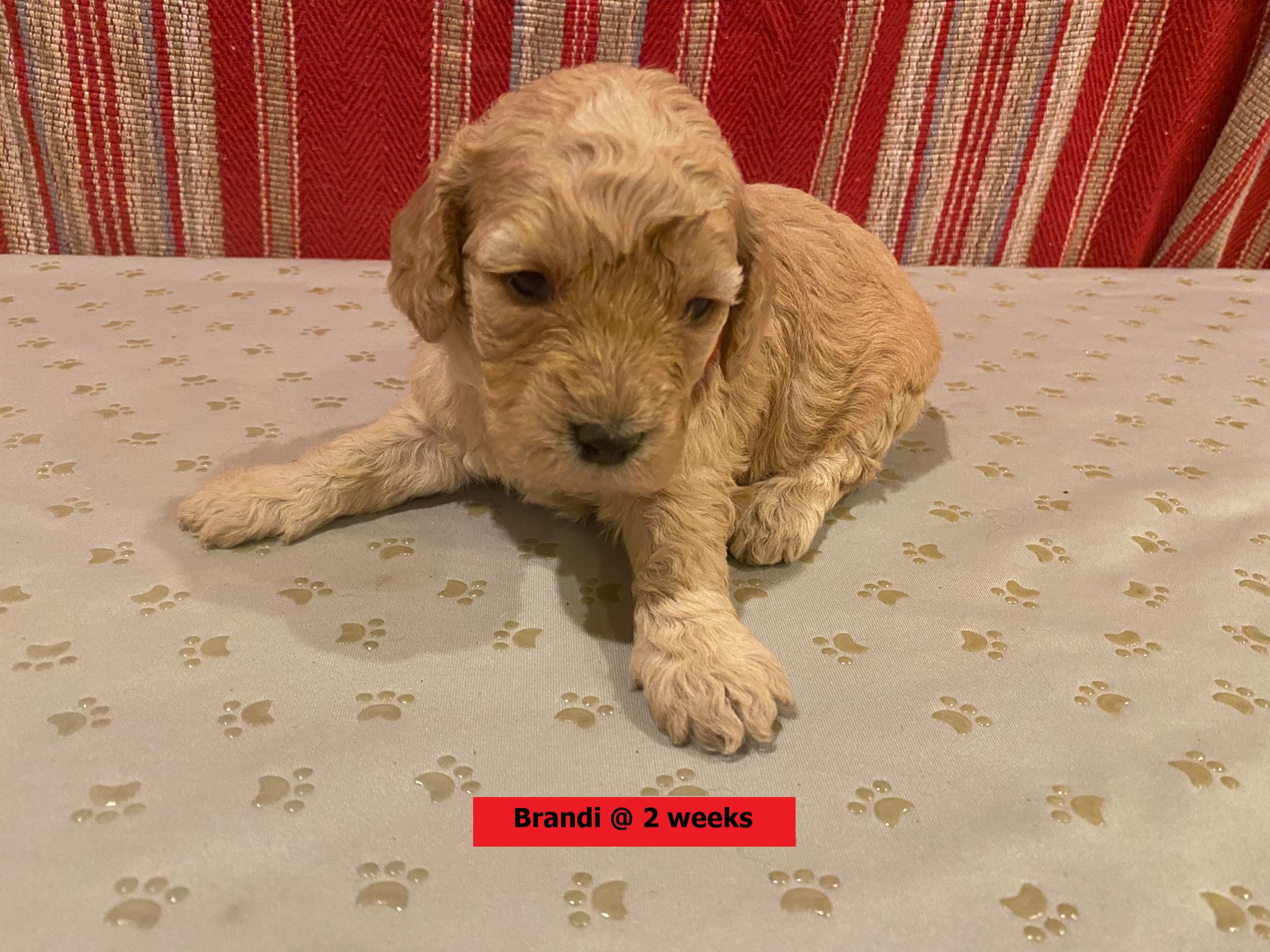 Brandi Female Sold! Puppies Delivered Nationwide!